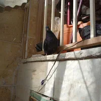 یک جفت زاغ|حراج|بروجرد, |دیوار