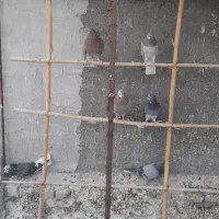 کبوتر خوب هوایی