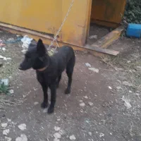 سگ ژرمن ژولی