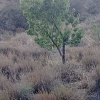 زمین 12قصب در دلفارد