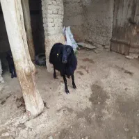 دو عدد بره قوچ افشاری اصل|حیوانات مزرعه|قوچان, |دیوار