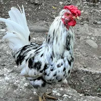 مرغ و خروس گلین