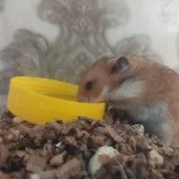 همستر دورنگ خوشگل حالت سنجابی