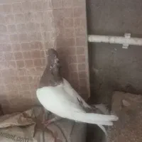 کبوتر سینه ای جفت