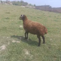 کود گوسفندی|خدمات باغبانی و درختکاری|نکا, |دیوار