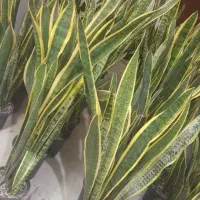 گیاه سانسفریا|گل و گیاه طبیعی|اهواز, شریعتی جنوبی|دیوار