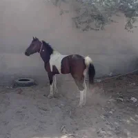 اسب ارام|اسب و تجهیزات اسبسواری|قشم, |دیوار