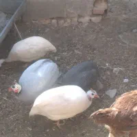 فروش تخم نطفه دار مرغ مصری