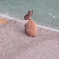 خرگوش دونه ۱۳۰ ۴تا هستن بزرگ