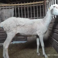 میش لاکن آوین ژن