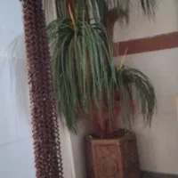 درختچه