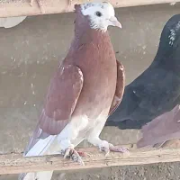 کفتر استفاده