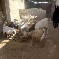 ۱۰ عدد بز دورگه آبستن ویک میش