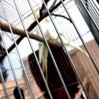 عروس هلندی به شرط تخم کردن|پرنده|نظرآباد, رسالت|دیوار