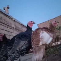 بوقلمون طبیعی ومحلی|حیوانات مزرعه|مشگین شهر, |دیوار