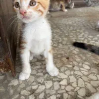 واگذاری رایگان بچه گربه