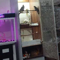 قفس و اکواریوم