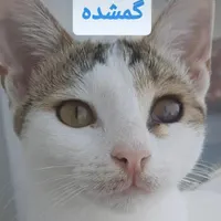 گربه گمشده