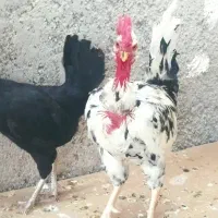 مرغ و خروس خورموج معامله با کبوتر