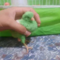 جوجه رنگی .|حیوانات مزرعه|نیشابور, بنیاد شهید|دیوار