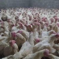 مرغ سفید تخم گذاد