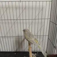 قناری ماده مست آماده سیلور سهره