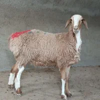 بره ماده عربی ،، میش ، بز