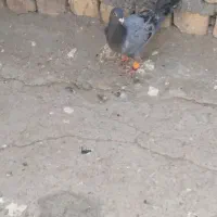 جوجه المانی