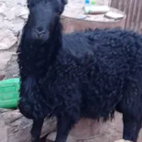 قوچ بیگوش فر|حیوانات مزرعه|نقده, |دیوار