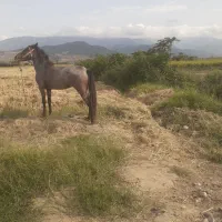 کره‌اسب