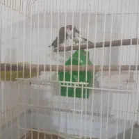 فروش یه جفت فنچ یا معاوضه با مرغ عشق دستی|پرنده|ملارد, |دیوار