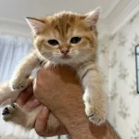 گربه اسکاتیش