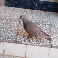سرور دورگ|پرنده|پلدختر, |دیوار