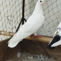 پروازی سفید|پرنده|رودسر, |دیوار