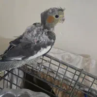 عروس هلندی همه باهم ۱میلیون|پرنده|تهران, افسریه شمالی|دیوار