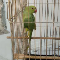 طوطی ملنگو|پرنده|میناب, |دیوار