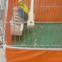 یک جفت مرغ عشق  معاوضه میکنم با برزیلی