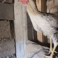 یک عدد خروس لاری