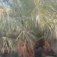 باغبانی