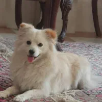 واگذاری سگ اشپیتز