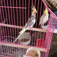 عروس هلندی مولد با قفس