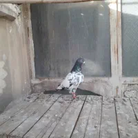 کفترکبوتر پاکستانی طوقی