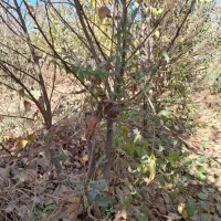 نهال البالو مجاری