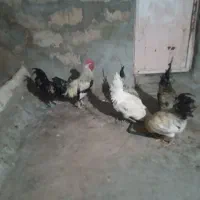 خروس کوردی|حیوانات مزرعه|سرپل ذهاب, |دیوار