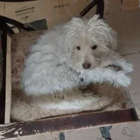 حیوان خونگی