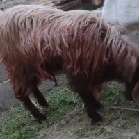 تروشت کوهی جوان