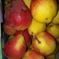 گلابی + سیب استخوانی قرمز و زرد