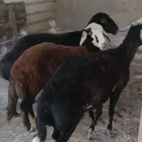 گوسفند
