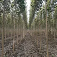 نهال کبوده با کیفیت زیاد و مقاوم به خشکی