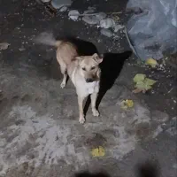 سگ گرگی دنبلانی